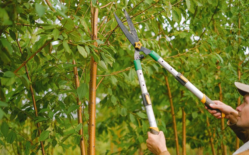 Tree trimming in Mapleton, OR